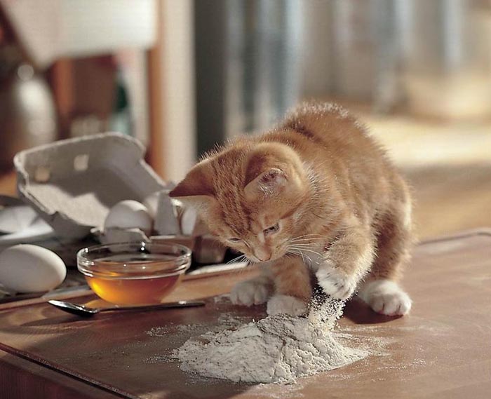 cat-making-pancakes.jpg