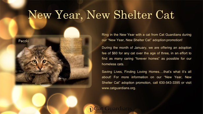 New Year New Shelter Cat! (Jan)