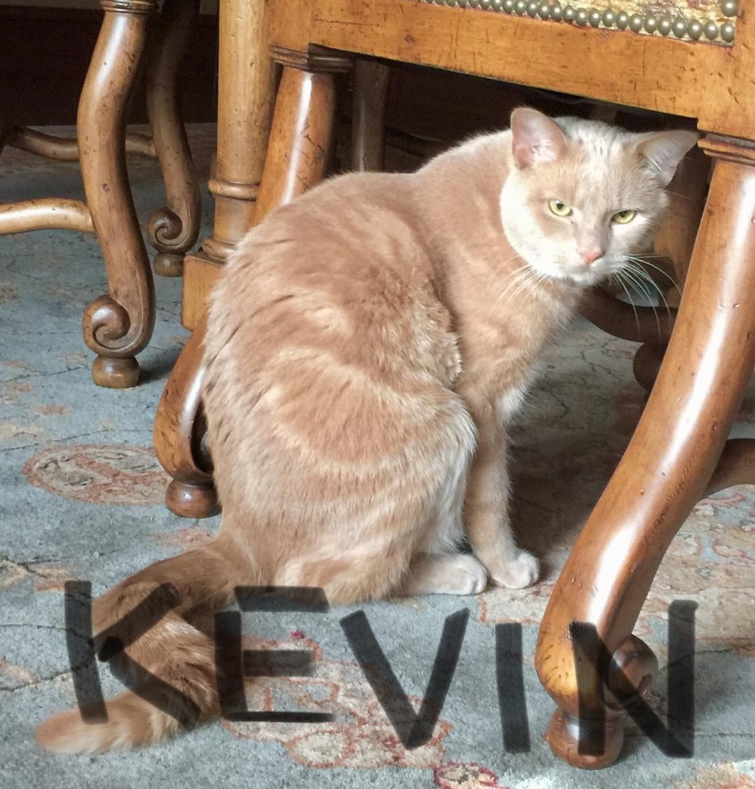 Kevin