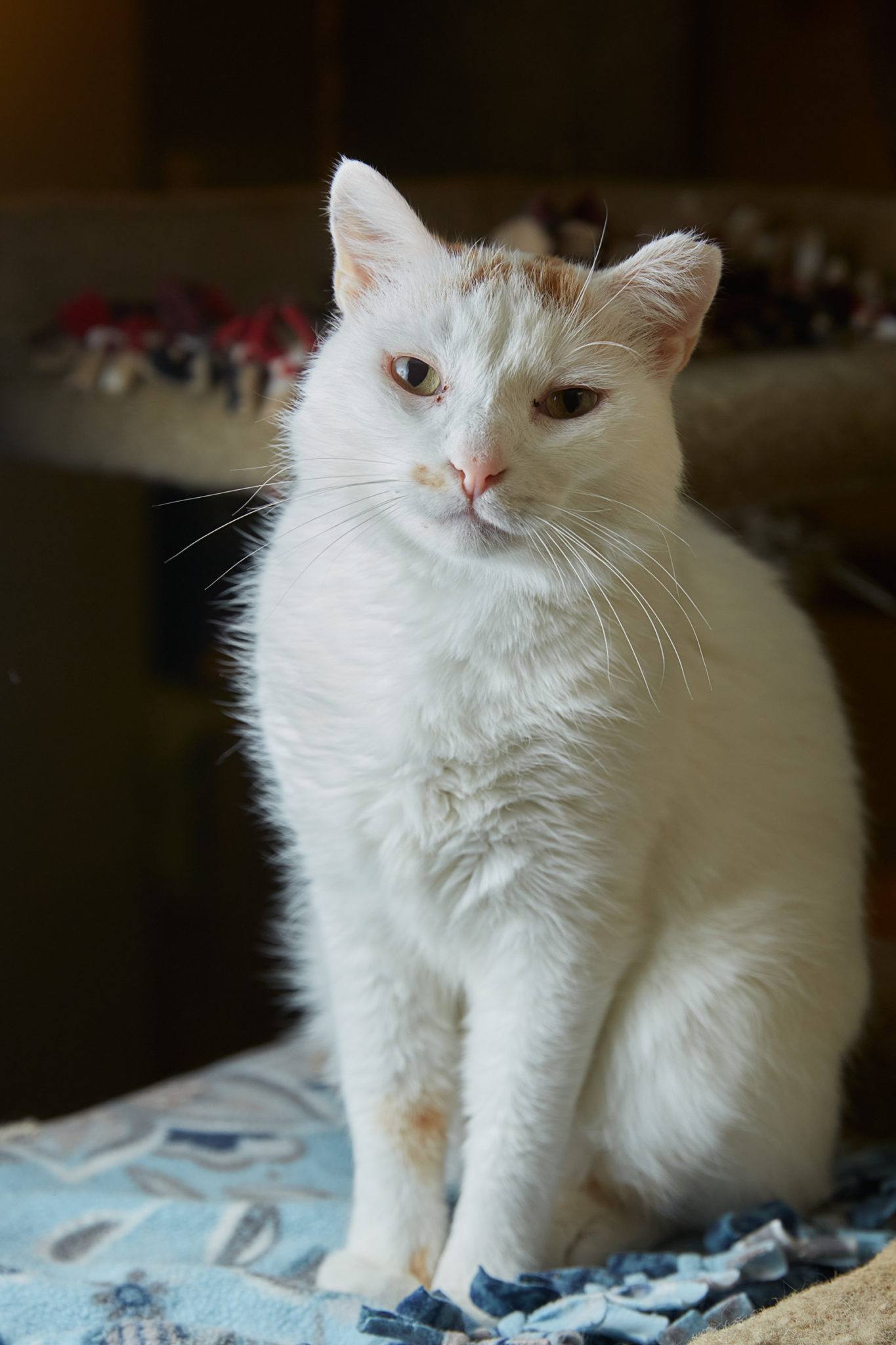 Jax